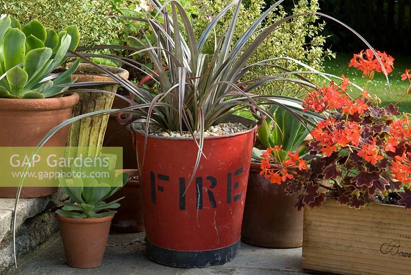 Containers, including old fire bucket with Astelia nervosa, Aeonium and Geranium 