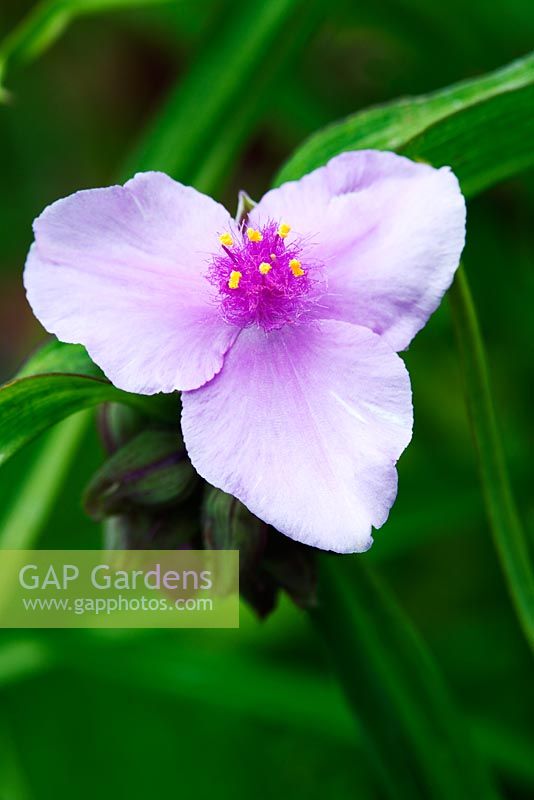 Tradescantia - Andersoniana Group 'Perinne's Pink'