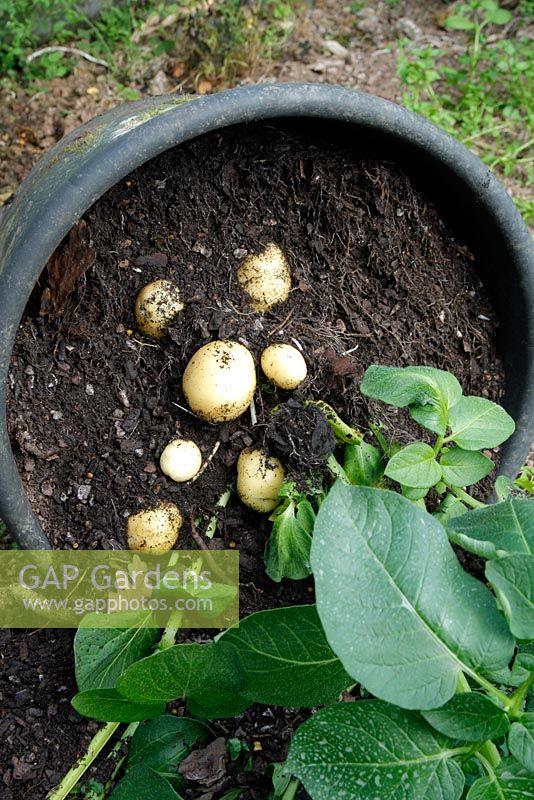 Pot grown new potato 'Accent' first early 