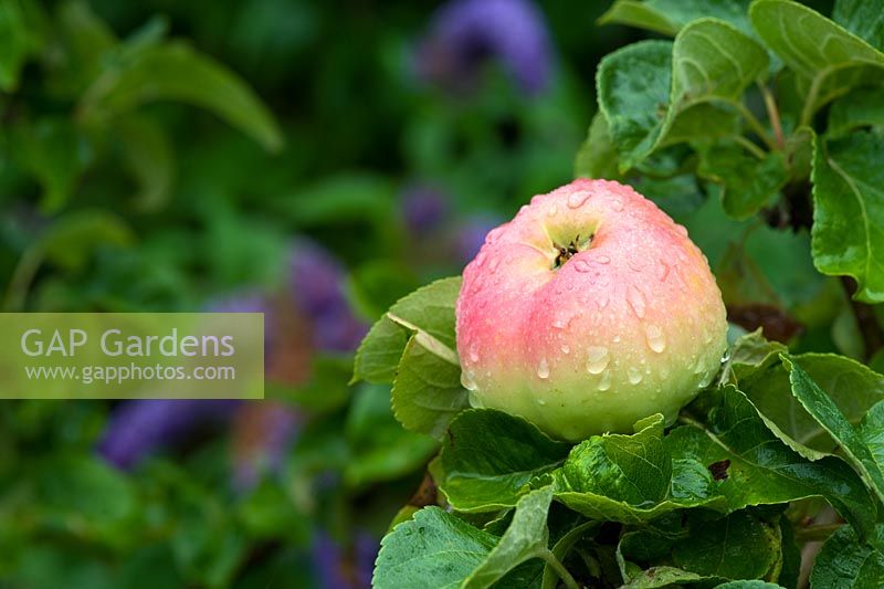 Malus domestica 'Arthur Turner' - Apple
