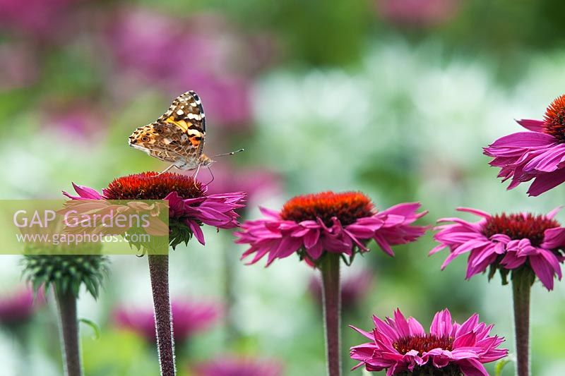 Vanessa cardui - Painted lady butterfly on echinacea flowers, in a summer border