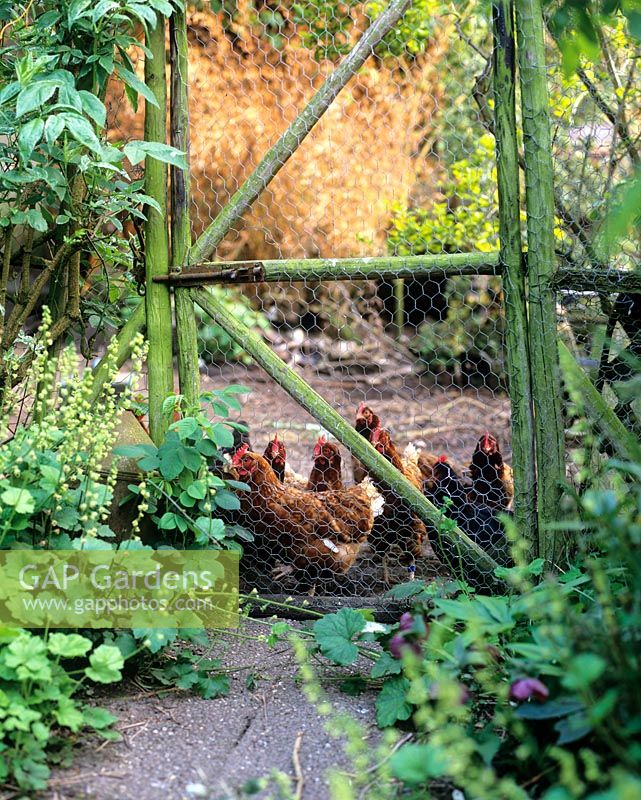 Hens behind a wire fence in a hen coop - Charlotte Molesworth's garden, Kent