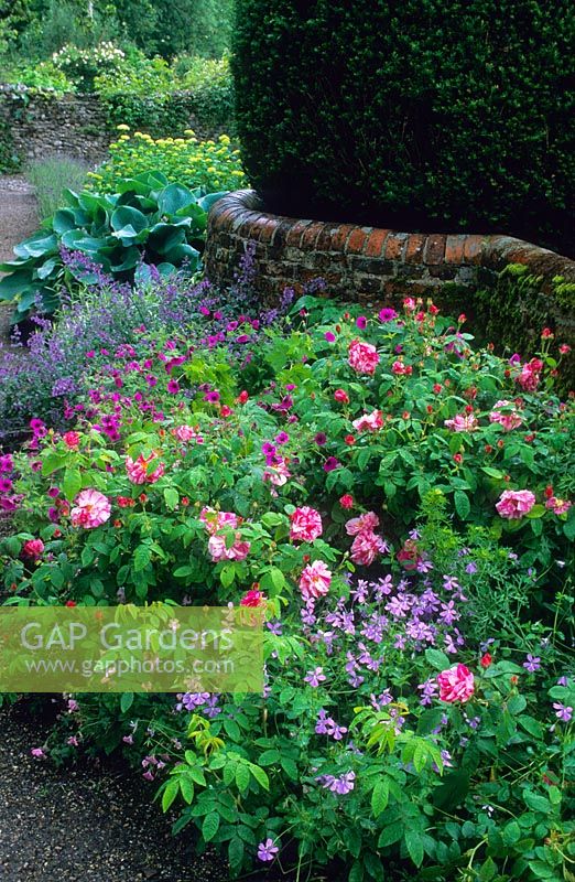 Rosa gallica 'Versicolor', Viola cornuta, Geranium psilostemon, Nepeta and Hosta sieboldiana 'Elegans'. Yew topiary and old low brick dividing wall - Cerne Abbas, Dorset