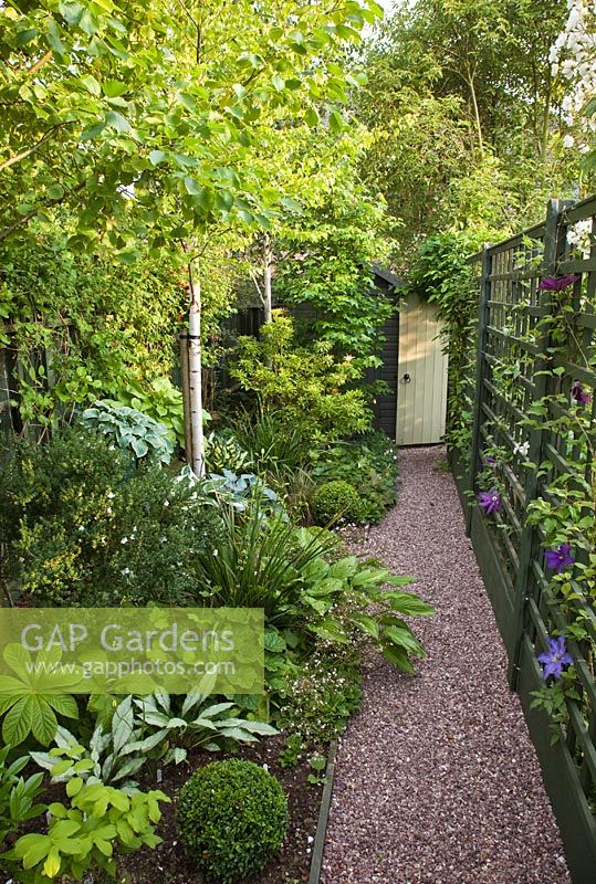 Mixed foliage border with Betula 'Golden Beauty', Hosta and silver leaved Pulmonaria 'Diane Clare'. Gravel path and trellis in secluded suburban garden with co-ordinated design features and colour themed borders - High Trees, NGS, Longton, Stoke-on-Trent, Staffordshire