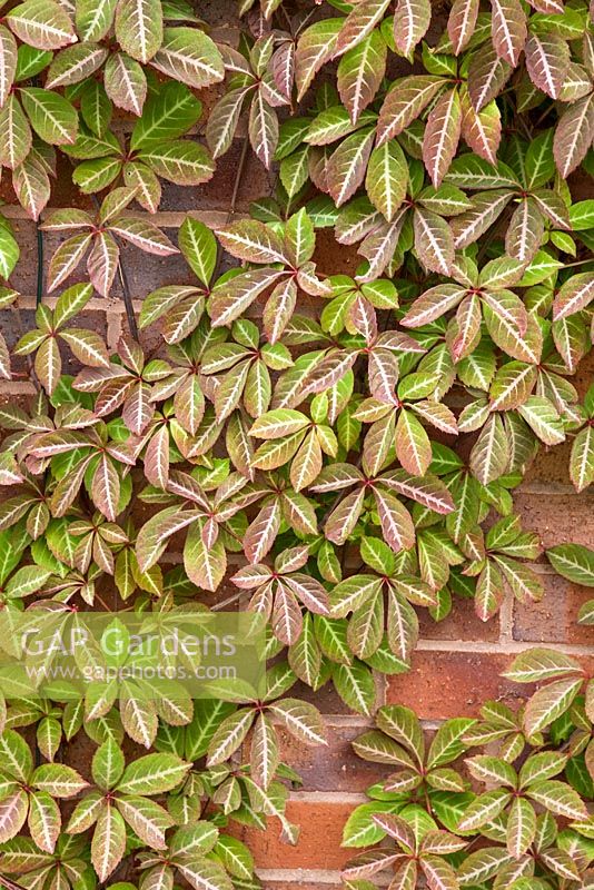 Parthenocissus 'Henryana' - Chinese Virginia Creeper at High Trees, NGS, Longton, Stoke-on-Trent, Staffordshire