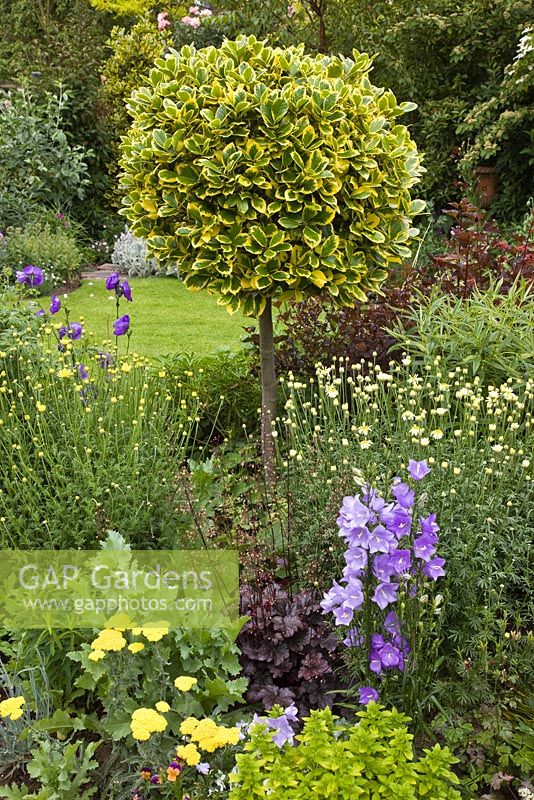 Topiary Ilex 'Golden King' with Achillea 'Gold Plate', Campanula and Anthemis 'E.C. Buxton' in mixed border - High Trees, NGS, Longton, Stoke-on-Trent, Staffordshire