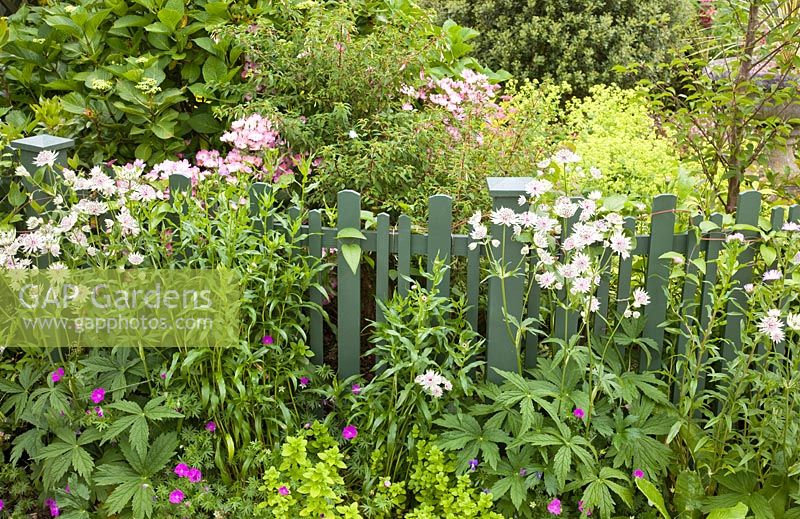 Picket fence with Astrantia 'Shaggy' in pretty secluded suburban garden with colour themed borders - High Trees, NGS, Longton, Stoke-on-Trent, Staffordshire