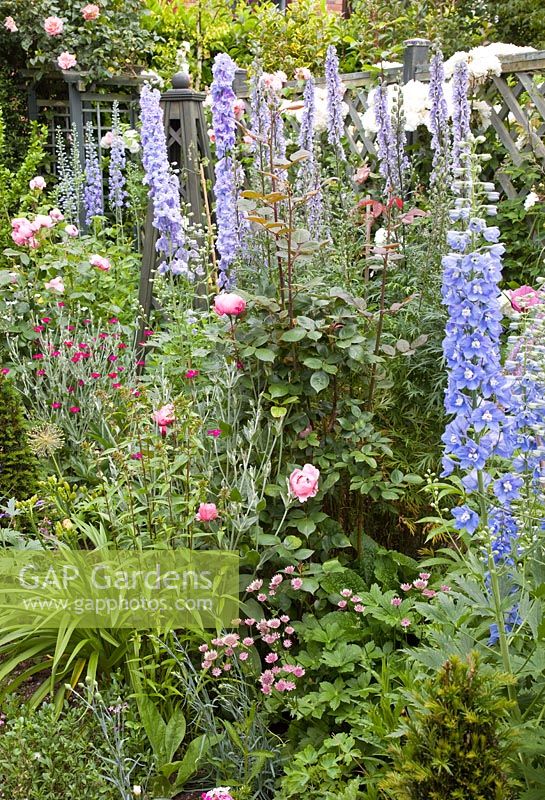 Delphinium and Aconitum 'Stainless Steel' with Lychnis 'Abbotswood Rose' and Rosa 'Brother Cadfael' in pretty secluded suburban garden - High Trees, NGS, Longton, Stoke-on-Trent, Staffordshire