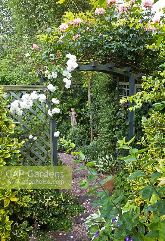 Arch with Rosa 'Compassion' and 'Prosperity' in a secluded suburban garden - High Trees, NGS, Longton, Stoke-on-Trent, Staffordshire