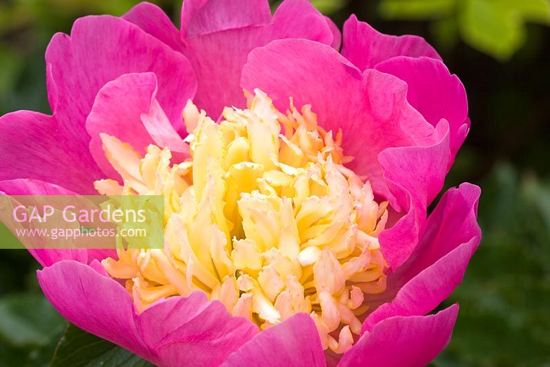 Paeonia 'Bowl of Beauty' - High Trees, NGS, Longton, Stoke-on-Trent, Staffordshire