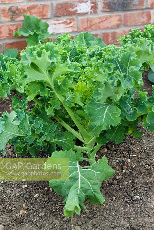 Brassica oleracea 'Pentland Brig' - Garden Organic, Ryton