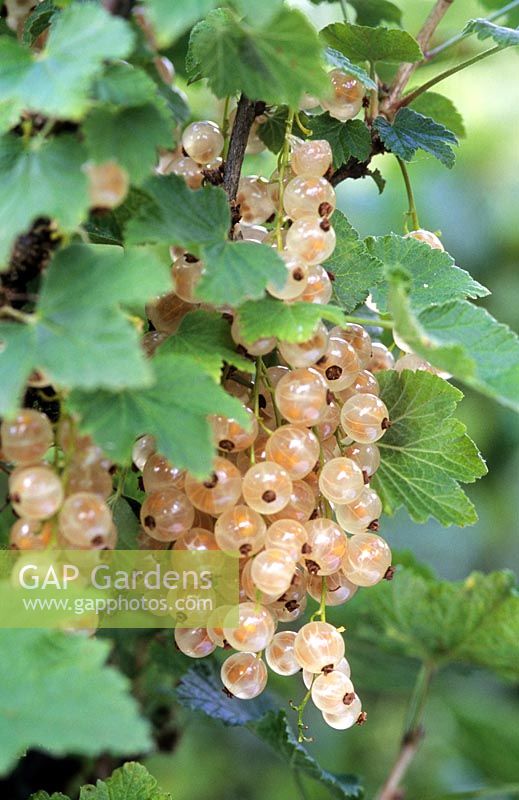 Ribes 'White Grape'