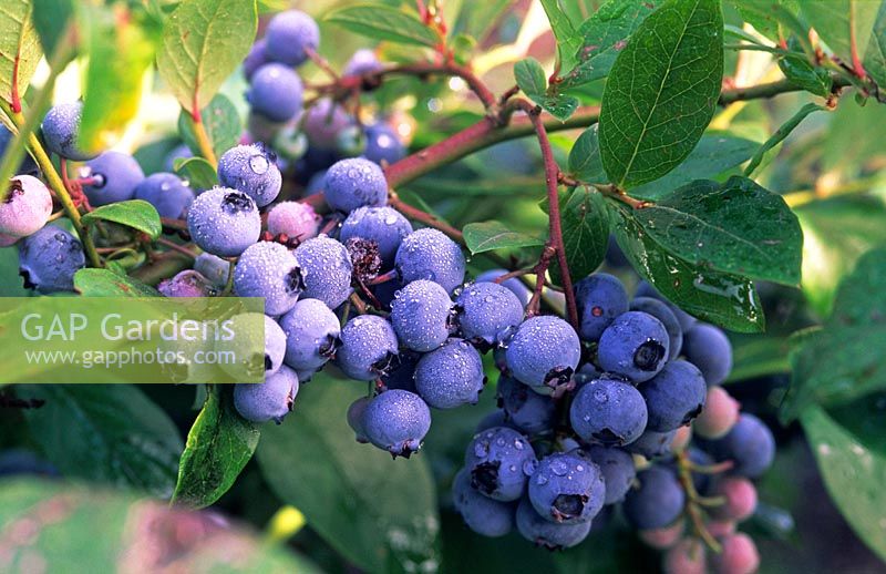 Blueberry 'Burlington'