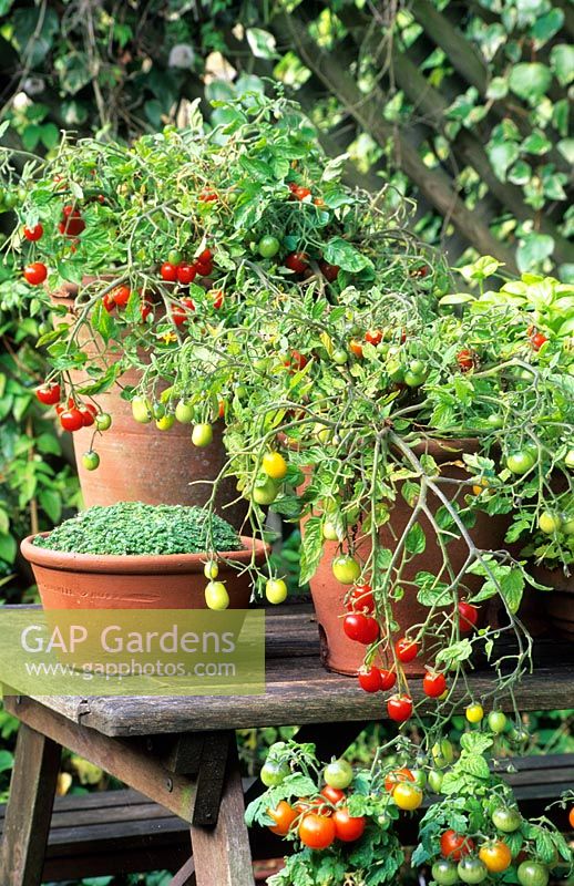 Pots of trailing dwarf tomatoes 'Tumbling Red' with thyme
