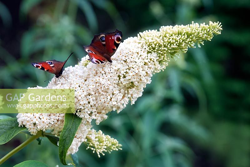Buddleja 'White Profusion' with Peacock butterflies