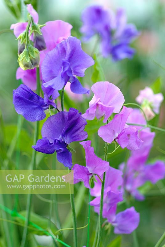 Lathyrus 'Oxford Blue' and 'Pall Mall'