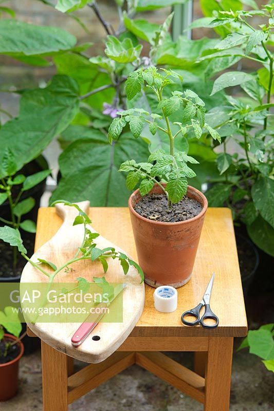 Step by step of grafting a tomato plant - Mother plant and cutting to be grafted