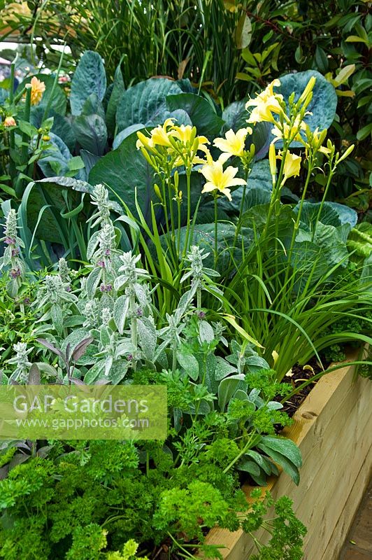 Wooden raised bed with cabbages, Hemerocallis -  Day Lily, Parsley Salvia and herbs
'Hope Begins at Home' garden
RHS Hampton Court Palace Flower Show 2009
