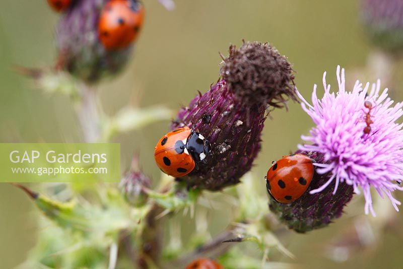 Coccinella 7-punctata - Seven spot ladybirds eating aphids on thistles