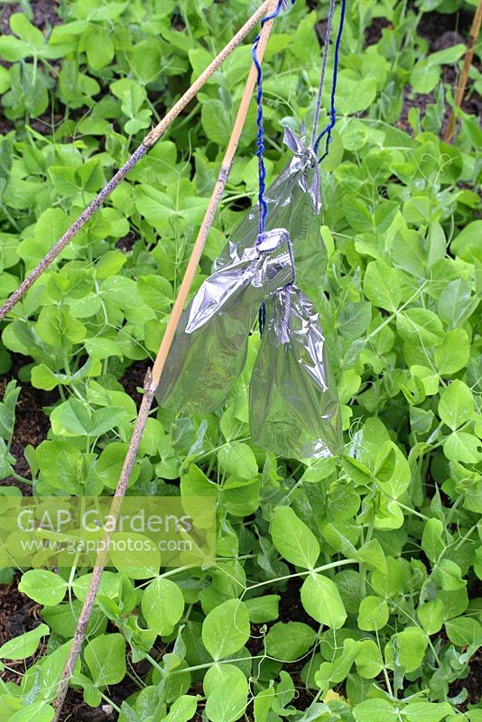 Organic pest control over green manures protection prevention bird scarers