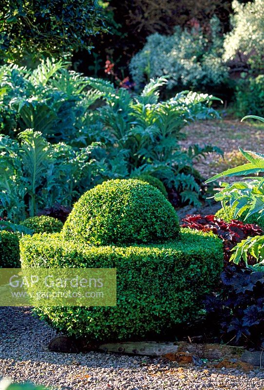The Vegetable Garden - Buxus - Box topiary egg cups, Cynara cardunuculus 'Florist Cardy', Heuchera 'Palace Purple', Veddw House, Monmoutshire, May 2008