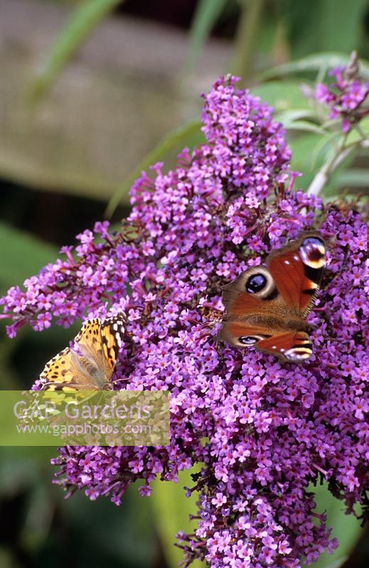 Peacock and Painted Lady butterflies on Buddlea Buddleja davidii 'Dartmoor'