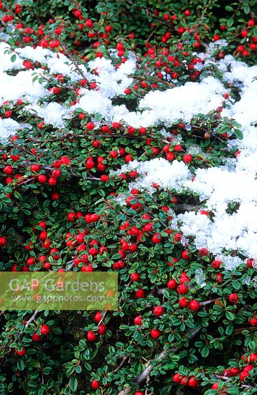 Cotoneaster congestus with snow