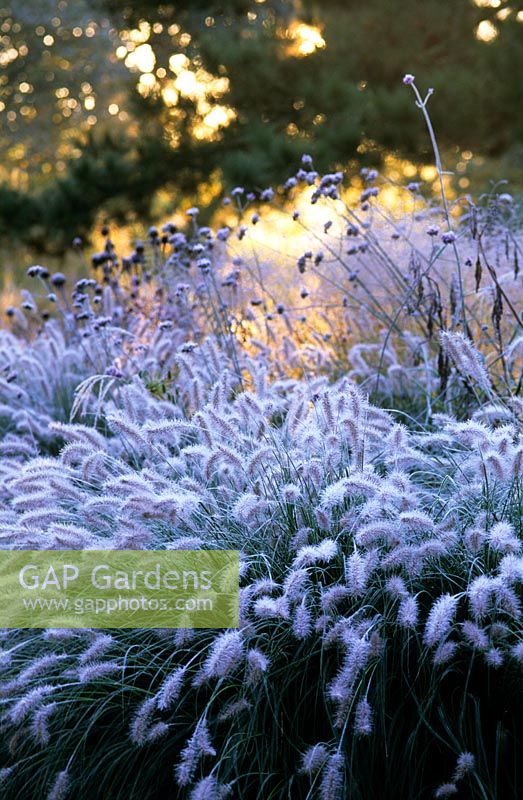 Frost covered grasses and seedheads of perennials including Pennisetum alopecuroides 'Hameln' and Verbena bonariensis in the Decennium border at Knoll Gardens, Dorset. November