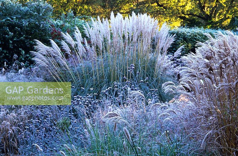 Frost covered grasses and seedheads of perennials including Pennisetum, Verbena bonariensis, Miscanthus sinensis 'Ferner Osten' and Cortaderia selloana 'Sunningdale Silver' in the Decennium border at Knoll Gardens, Dorset. November.