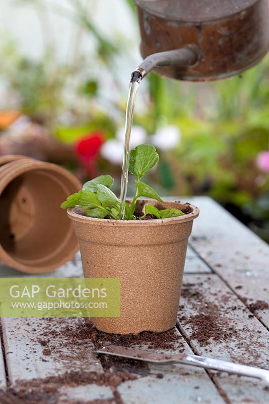 Watering transplanted Viola seedling in a biodegradable flower pot made from Bamboo and Rice material