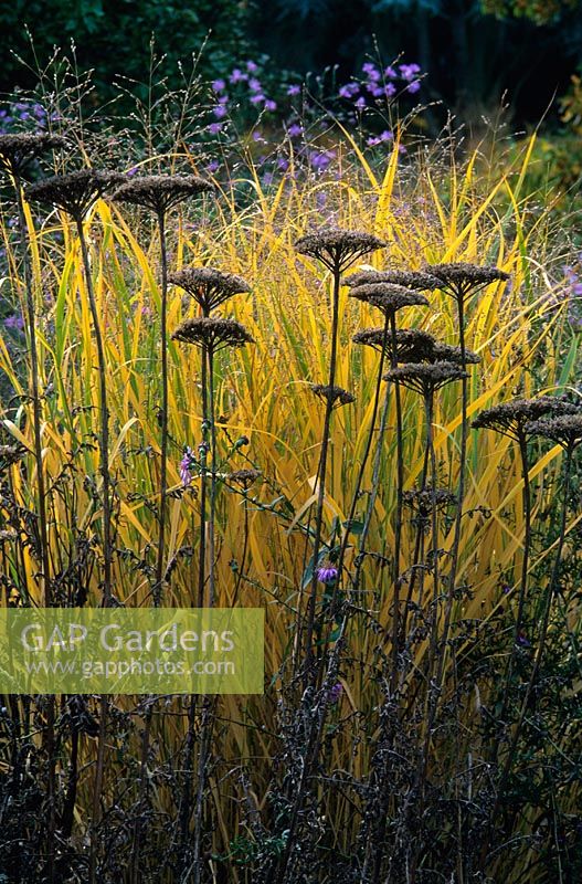 Seedheads of Achillea filipendulina 'Gold Plate' with Panicum virgatum 'Strictum' in autumn - Hermannshof Garden, Germany