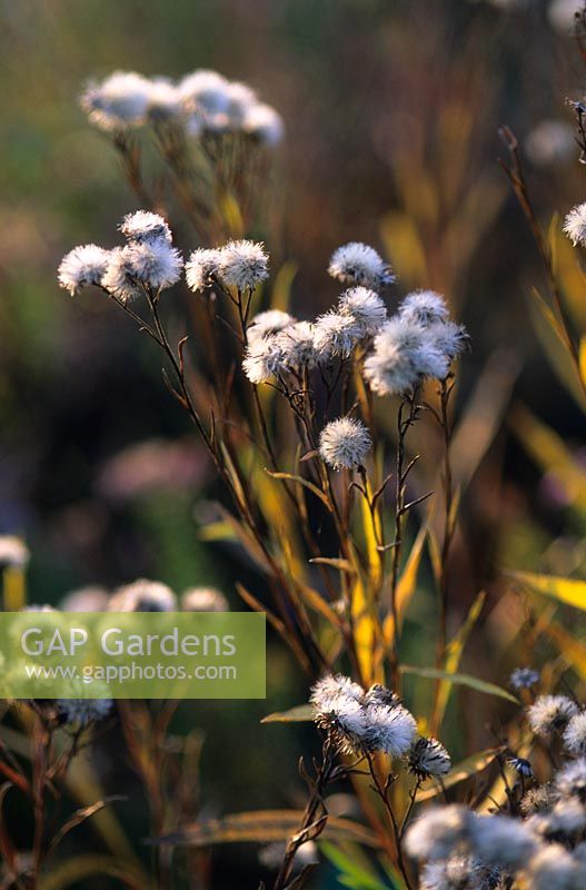 Seedheads of Aster ptarmicoides in autumn - Hermannshof Garden, Germany