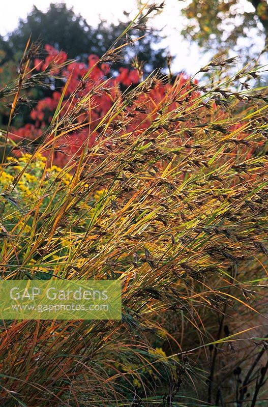 Seedheads of Andropogon gerardii in autumn at Hermannshof Garden, Germany. October