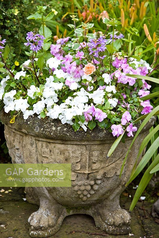Stone container with annual plants of bizzy lizzie at Millennium Garden, Lichfield, Staffordshire NGS Garden
