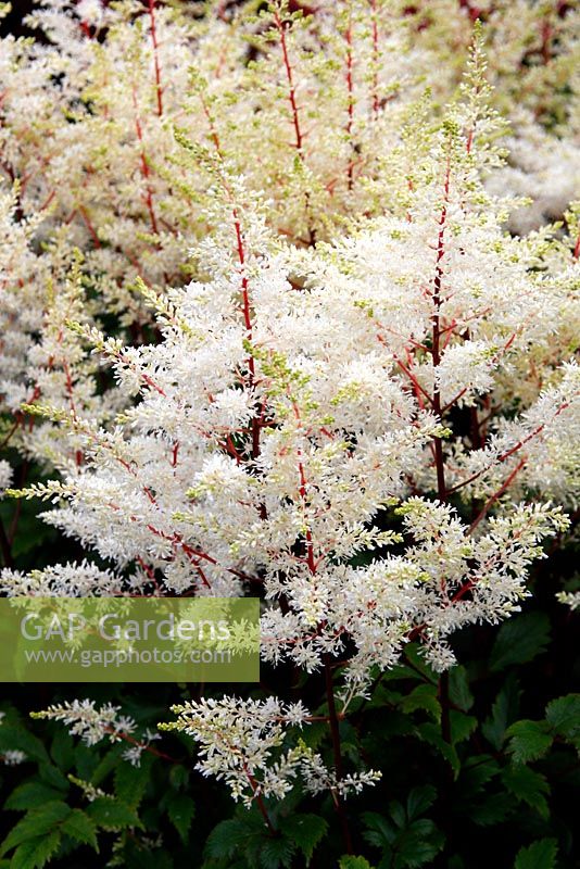 Astilbe 'Rock and Roll' - National Collection of Astilbe, Marwood Hill Garden, North Devon