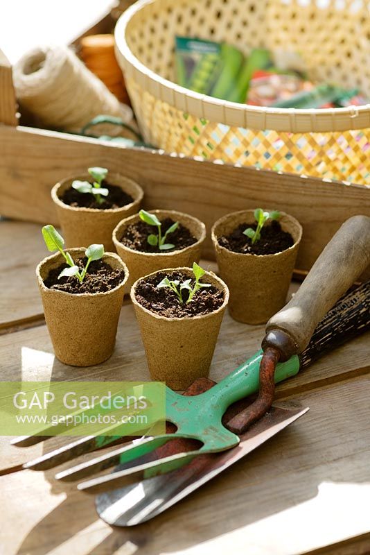 In the background a wooden box containing basket with seedpackets and string, in the foreground seedlings in biodegradable fibre pots with trowel and fork