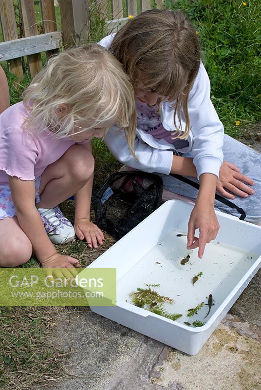 Children looking at animals - Smooth newt, Pond snail and Common frog tadpole -in a tray after pond dipping