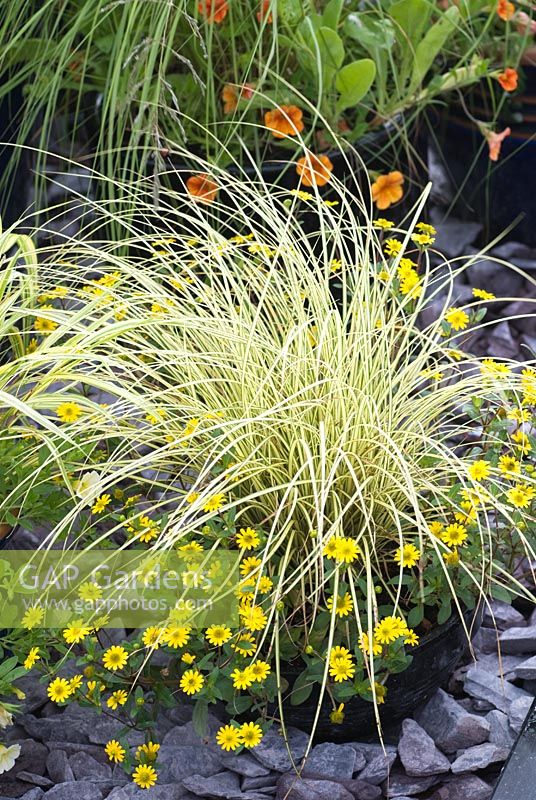Ornamental variegated grass in container with yellow daisy