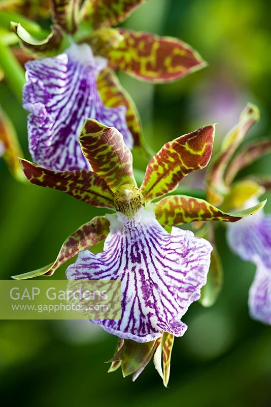 Zygopetalum orchid - Zygopetalum 'Adelaide Parklands'