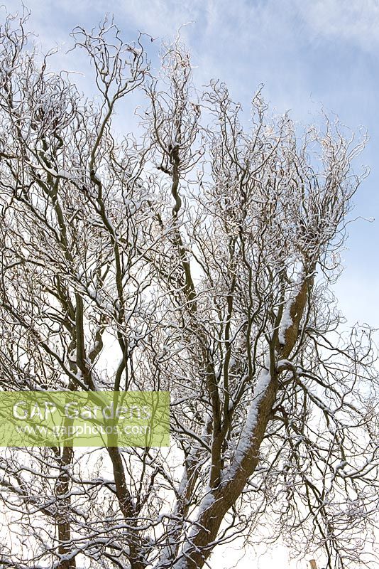 Twisted willow in winter snow. Salix babylonica var pekinensis 'Tortuosa'