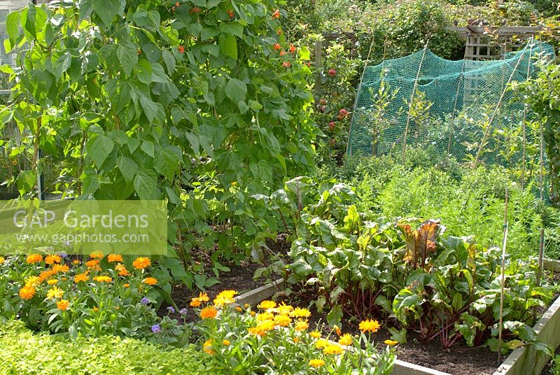 Kitchen garden with Oregano hedge, Calendula, Runner beans 'Lady Di', climbing French beans 'Cobra', Beetroot 'Boltardy' and Carrot 'Flyaway' at Southlands Lancashire