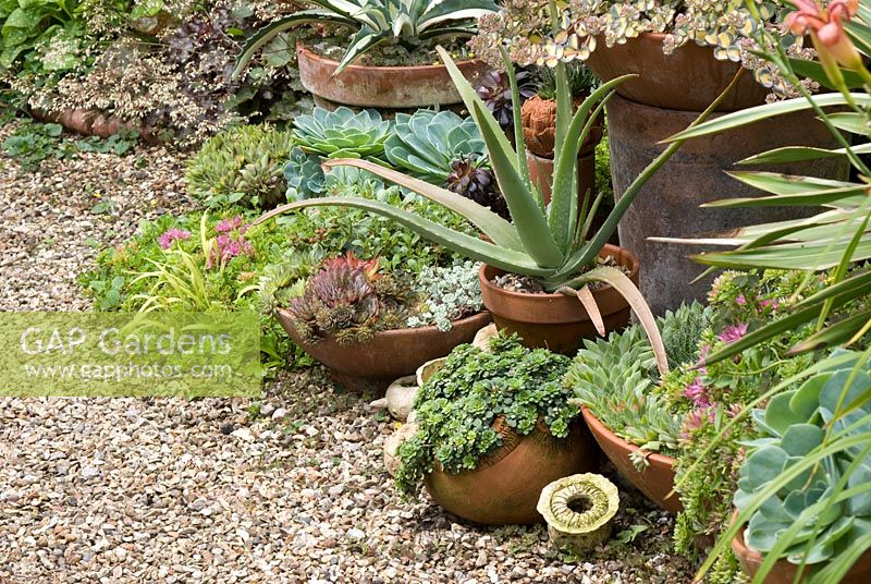 Terracota pots on gravel with Aloe Vera, Echeveria glauca, Agave americana mediopicta alba, Saxifraga and Sempervivum - Southlands, Lancashire