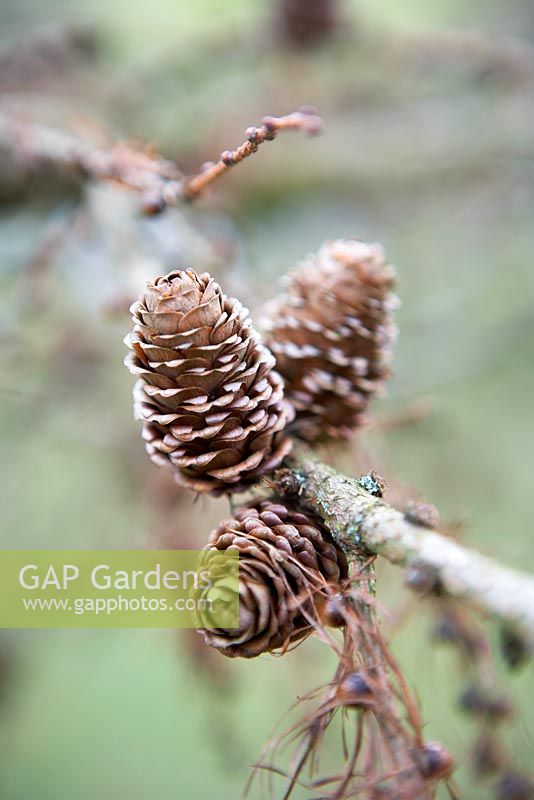 Cones of Larix kaempferi - Broughton Grange in February.