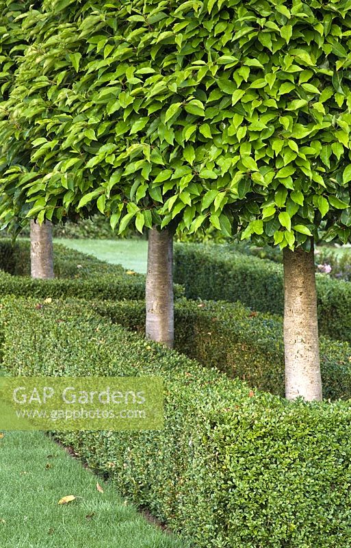 Toparised and rounded evergreen shrub Prunus Lusitanicus - Portugal Laurel within square shaped box hedging at Wilkins Pleck (NGS) at Whitmore near Newcastle-under-Lyme in North Staffordshire