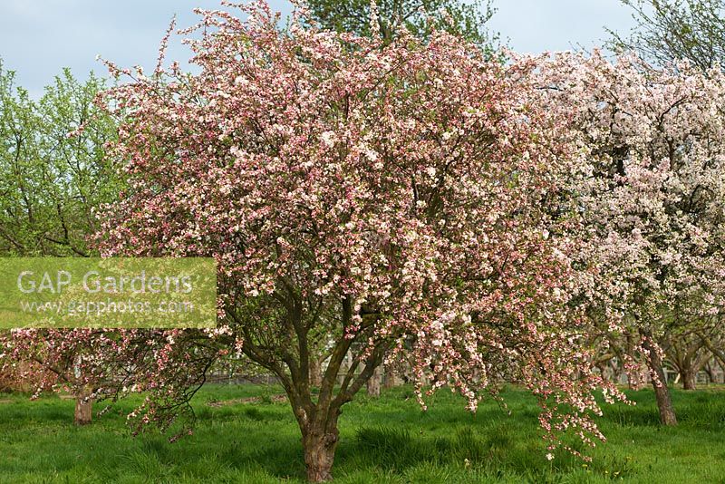 Malus 'Snow Cloud' in blossom