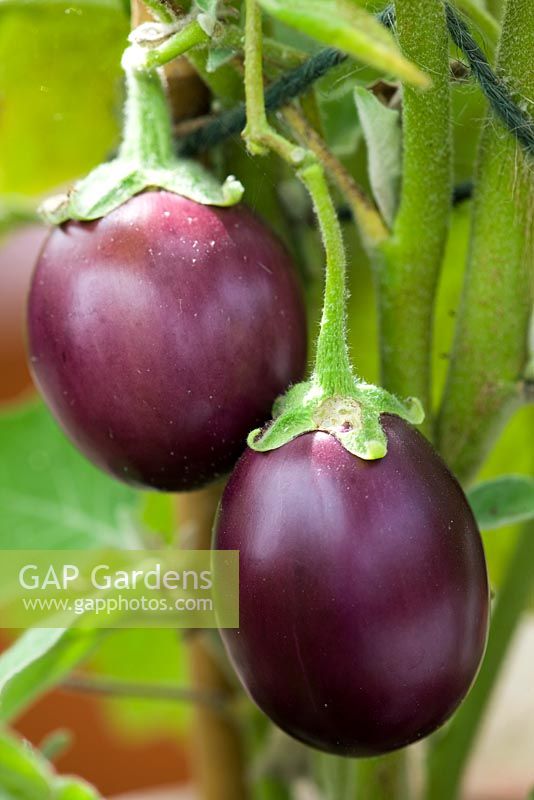 Solanum melongena - Aubergine 'Ophelia F1'
