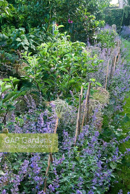 Grass path around the edge of the vegetable patches is edged with Nepeta 'Six Hills Giant' held back with bamboo canes and Allium cristophii, below step-over apples. Yews Farm, Martock, Somerset, UK