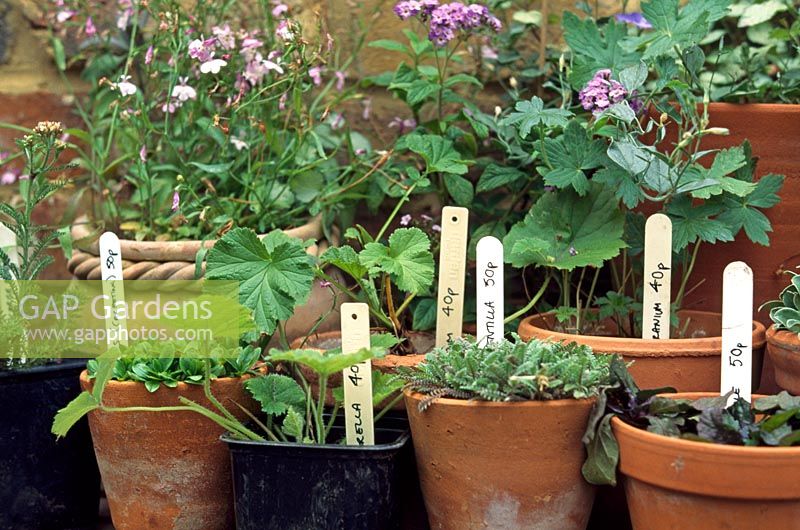 Plants in clay pots with price labels