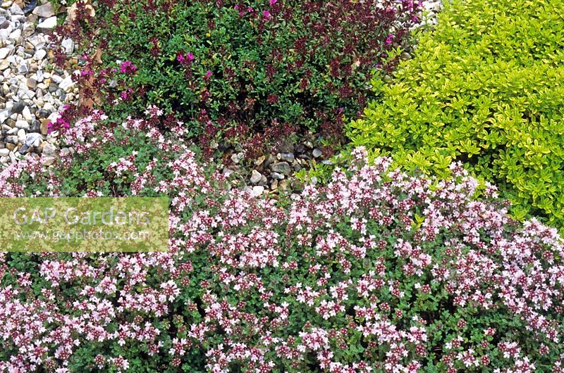 Thyme varieties including Thymus serphyllum 'Pink Chintz', Thymus 'Golden' and Thymus 'Creeping Red'