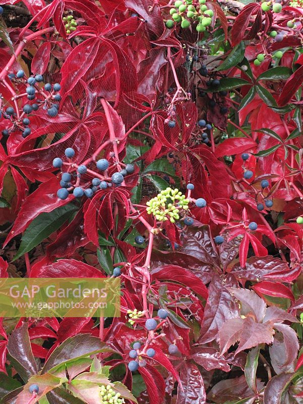 Developing autumn tints and berries on Parthenocissus quinquefolia - Virginia Creeper                        